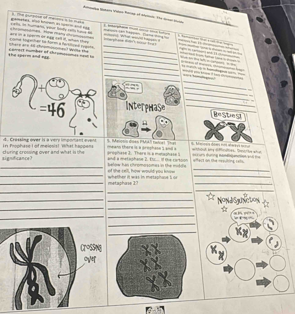 Amoeba Sisters Video Recap of Meiosis: The Greot Divide
gametes, also known as sperm and egg melosis can happen. (Same thing for
1. The purpose of meiosis is to make 2. Interphase must occur once before 3. Remember that a cell that begins
Cells. In humans, your body cells have 46 mitosis). What would happen if meiosis has 23 chromosomes inherited
are in a sperm or egg cell if, when they
chromosomes. How many chromosomes interphase didn't occur first? from mother (one is shown in red on the
come together to form a fertilized zygote.
there are 46 chromosomes? Write the_
right in cartoon) and 23 chromosomes
correct number of chromosomes next to_
the sperm and egg.
_inherited from father (one is shown in
blue on the left in cartoon). In the
_process of melosis, chromosomes begin
_to match up in homologous pairs. How
_would you know if two chromosomes
were homologous?
_
_
cu tang y
_
_
Interphase _Besties
4. Crossing over is a very important event 5. Meiosis does PMAT twice! That 6. Meiosis does not always occur
in Prophase I of meiosis! What happens means there is a prophase 1 and a without any difficulties. Describe what
curing crossing over and what is the prophase 2. There is a metaphase 1 occurs during nondisjunction and the
significance? and a metaphase 2. Etc.. If the cartoon effect on the resulting cells.
_below has chromosomes in the middle
_
_
of the cell, how would you know
_
_
whether it was in metaphase 1 or
metaphase 2?
_
_
_
_
_
__
_Nondisjunction
_
_
on 3os youre a
Ie wrong oal
_
_
KX
V
V