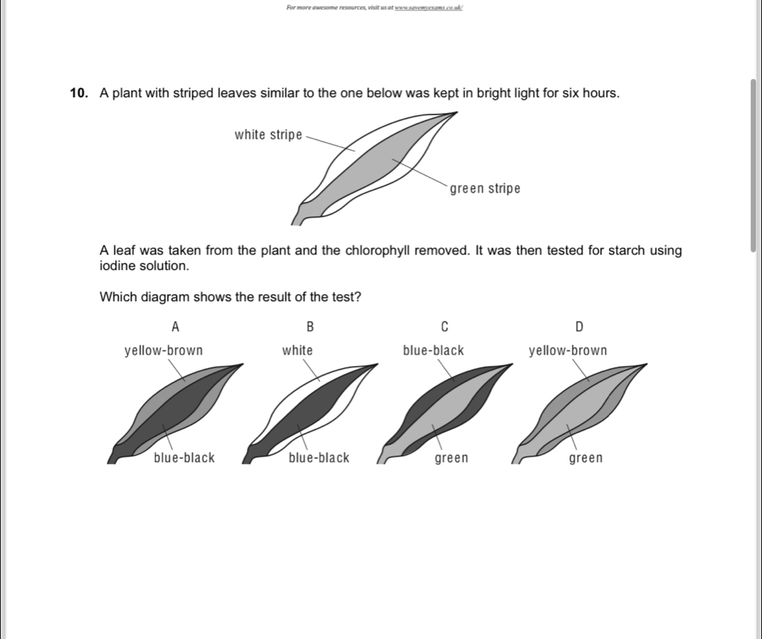 For more awesome resources, visit us at www.savemyexams.co.uk/
10. A plant with striped leaves similar to the one below was kept in bright light for six hours.
A leaf was taken from the plant and the chlorophyll removed. It was then tested for starch using
iodine solution.
Which diagram shows the result of the test?
A
B
C
D
yellow-brown
green