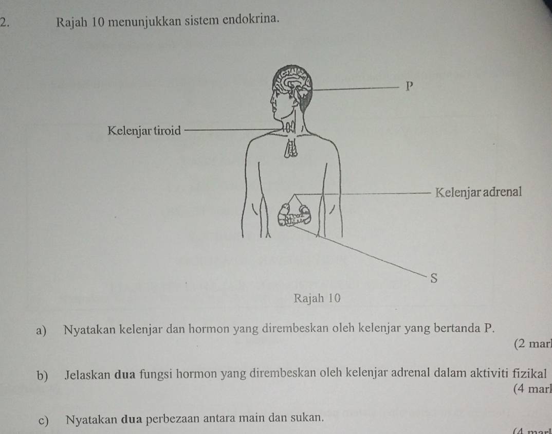 Rajah 10 menunjukkan sistem endokrina. 
a) Nyatakan kelenjar dan hormon yang dirembeskan oleh kelenjar yang bertanda P. 
(2 mar 
b) Jelaskan dua fungsi hormon yang dirembeskan oleh kelenjar adrenal dalam aktiviti fizikal 
(4 mar 
c) Nyatakan dua perbezaan antara main dan sukan. 
(A marl