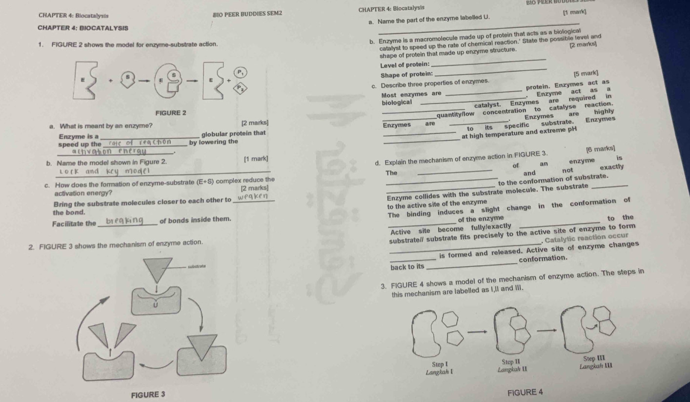 CHAPTER 4: Biocatalysis BIO PEER BUDDIES SEM2 CHAPTER 4: Biocatalysis 
_ 
a. Name the part of the enzyme labelled U. [1 mark] 
CHAPTER 4: BIOCATALYSIS 
catalyst to speed up the rate of chemical reaction.' State the possible level and 
1. FIGURE 2 shows the model for enzyme-substrate action. 
b. Enzyme is a macromolecule made up of protein that acts as a biological 
_ 
shape of protein that made up enzyme structure. [2 marks] 
Level of protein: 
Shape of protein: 
_ 
[5 mark] 
c. Describe three properties of enzymes. 
protein. Enzymes act as 
Most enzymes are 
_Enzyme act as a 
biological 
_catalyst. Enzymes are required in 
Enzymes are highly 
Enzyme is a globular protein that _Enzymes quantity/low concentration to catalyse reaction. 
a. What is meant by an enzyme? [2 marks] 
specific substrate. Enzymes 
at high temperature and extreme pH 
speed up the __ by lowering the 
_ 
_ 
b. Name the model shown in Figure 2. [1 mark] 
d. Explain the mechanism of enzyme action in FIGURE 3. [6 marks] 
of an enzyme is 
exactly 
L o r k and The and 
to the conformation of substrate. 
c. How does the formation of enzyme-substrate (E+S) complex reduce the __not_ 
activation energy? [2 marks] 
Bring the substrate molecules closer to each other to_ 
_Enzyme collides with the substrate molecule. The substrate 
to the active site of the enzyme 
the bond. 
The binding induces a slight change in the conformation of 
Facilitate the _of bonds inside them. 
of the enzyme 
_Active site become fully/exactly _to the 
2. FIGURE 3 shows the mechanism of enzyme action. 
substrate/ substrate fits precisely to the active site of enzyme to form 
. Catalytic reaction occur 
_is formed and released. Active site of enzyme changes 
_back to its _conformation. 
3. FIGURE 4 shows a model of the mechanism of enzyme action. The steps in 
this mechanism are labelled as I,ll and III. 
FIGURE 3 
FIGURE 4