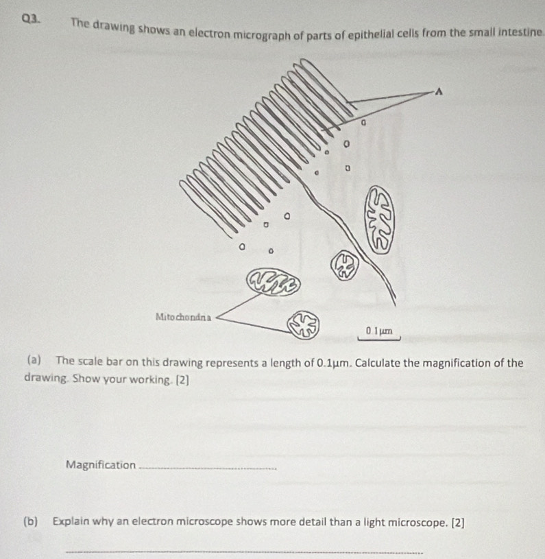 The drawing shows an electron micrograph of parts of epithelial cells from the small intestine 
(a) The scale bar on this drawing represents a length of 0.1μm. Calculate the magnification of the 
drawing. Show your working. [2] 
Magnification_ 
(b) Explain why an electron microscope shows more detail than a light microscope. [2] 
_