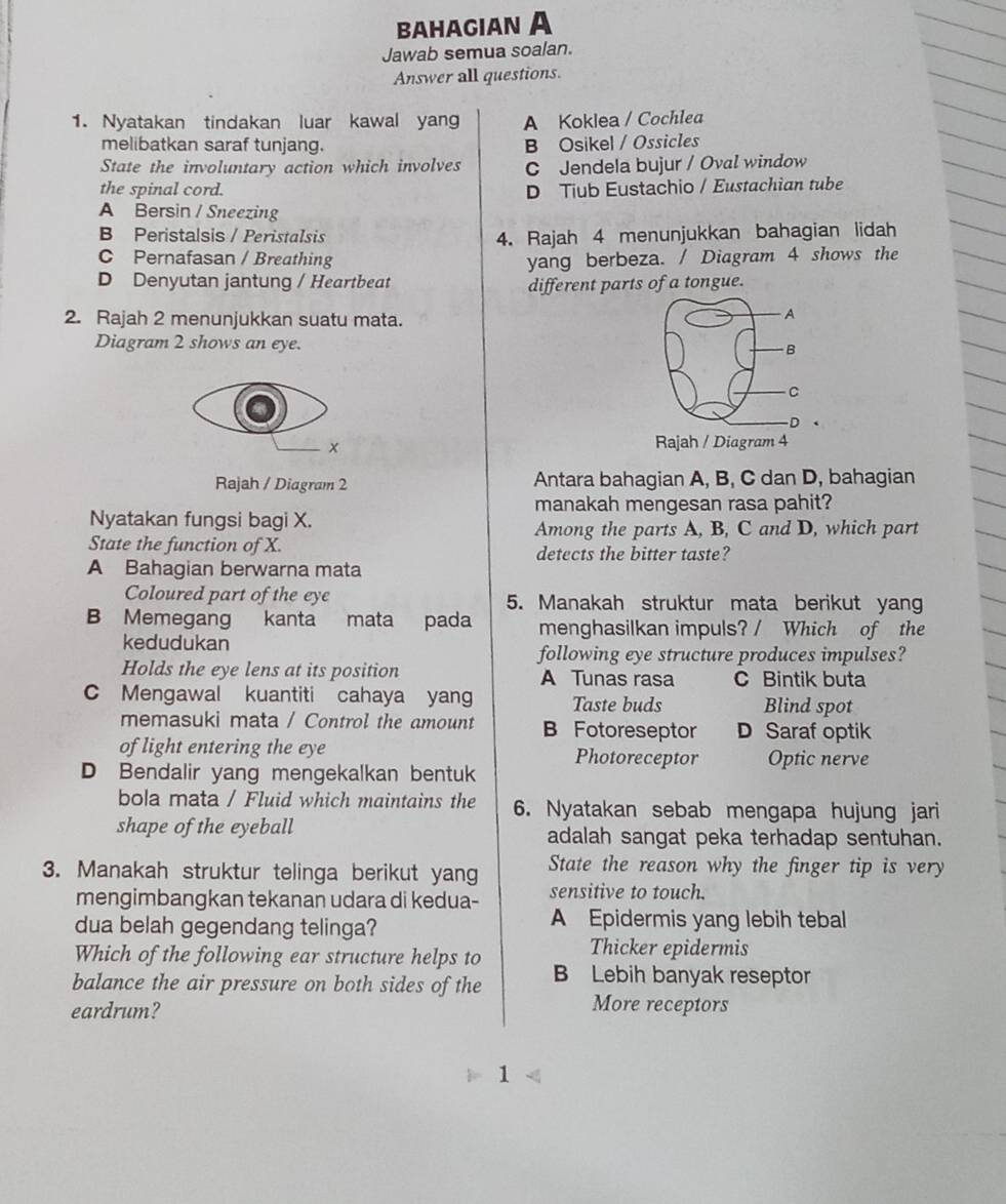 bahagIan A
Jawab semua soalan.
Answer all questions.
1. Nyatakan tindakan luar kawal yan A Koklea / Cochlea
melibatkan saraf tunjang. B Osikel / Ossicles
State the involuntary action which involves C Jendela bujur / Oval window
the spinal cord. D Tiub Eustachio / Eustachian tube
A Bersin / Sneezing
B Peristalsis / Peristalsis 4. Rajah 4 menunjukkan bahagian lidah
C Pernafasan / Breathing yang berbeza. / Diagram 4 shows the
D Denyutan jantung / Heartbeat
different parts of a tongue.
2. Rajah 2 menunjukkan suatu mata.
Diagram 2 shows an eye.
x 
Rajah / Diagram 2 Antara bahagian A, B, C dan D, bahagian
manakah mengesan rasa pahit?
Nyatakan fungsi bagi X.
Among the parts A, B, C and D, which part
State the function of X. detects the bitter taste?
A Bahagian berwarna mata
Coloured part of the eye 5. Manakah struktur mata berikut yang
B Memegang kanta mata pada menghasilkan impuls? / Which of the
kedudukan
following eye structure produces impulses?
Holds the eye lens at its position A Tunas rasa C Bintik buta
C Mengawal kuantiti cahaya yang Taste buds Blind spot
memasuki mata / Control the amount B Fotoreseptor D Saraf optik
of light entering the eye
D Bendalir yang mengekalkan bentuk Photoreceptor Optic nerve
bola mata / Fluid which maintains the 6. Nyatakan sebab mengapa hujung jari
shape of the eyeball adalah sangat peka terhadap sentuhan.
3. Manakah struktur telinga berikut yang State the reason why the finger tip is very
mengimbangkan tekanan udara di kedua- sensitive to touch.
dua belah gegendang telinga? A Epidermis yang lebih tebal
Which of the following ear structure helps to Thicker epidermis
balance the air pressure on both sides of the B Lebih banyak reseptor
eardrum?
More receptors
1