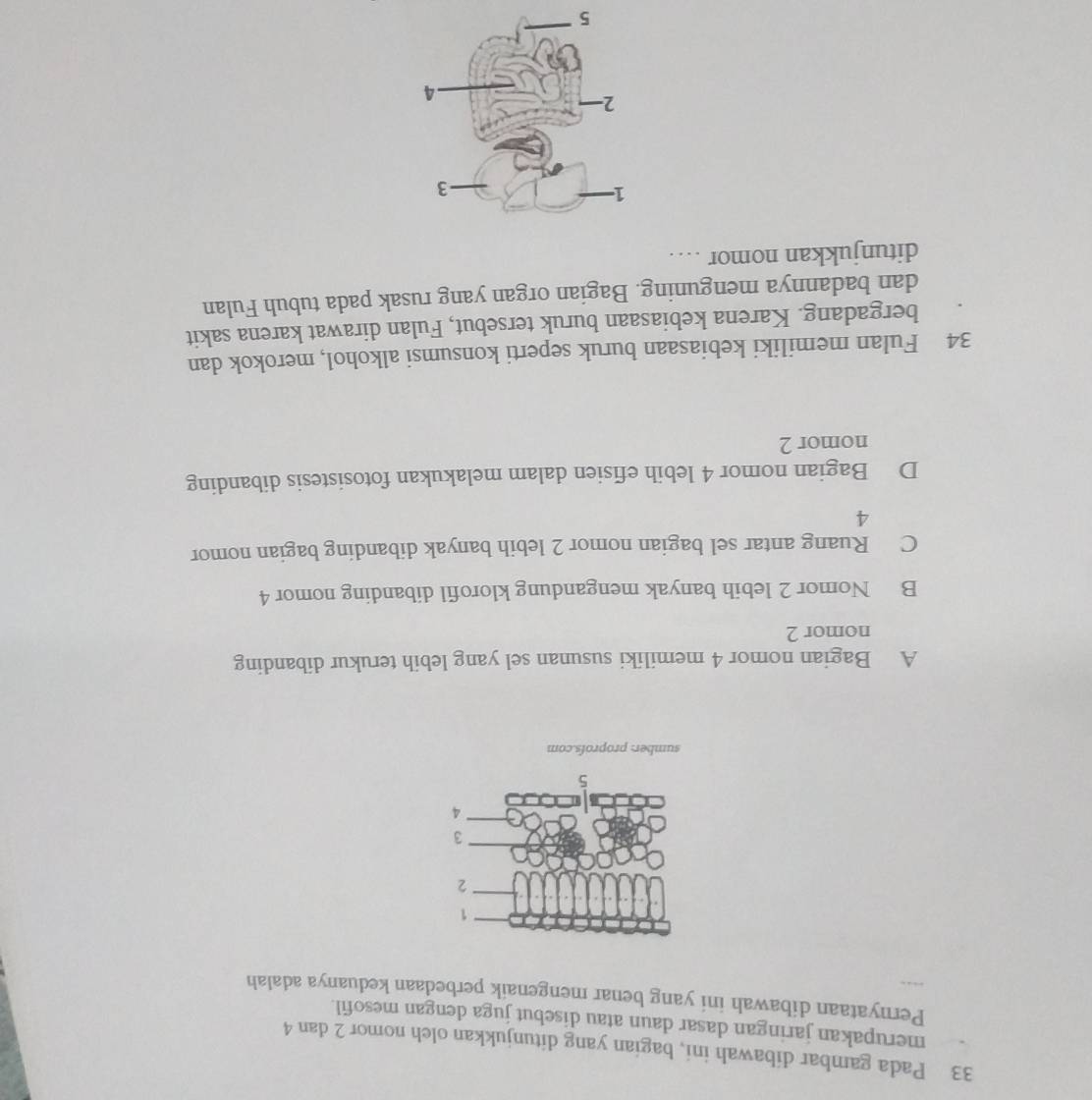 Pada gambar dibawah ini, bagian yang ditunjukkan oleh nomor 2 dan 4
merupakan jaringan dasar daun atau disebut juga dengan mesofil.
Pernyataan dibawah ini yang benar mengenaik perbedaan keduanya adalah
sumber: proprofs.com
A Bagian nomor 4 memiliki susunan sel yang lebih terukur dibanding
nomor 2
B Nomor 2 lebih banyak mengandung klorofil dibanding nomor 4
C Ruang antar sel bagian nomor 2 lebih banyak dibanding bagian nomor
4
D Bagian nomor 4 lebih efisien dalam melakukan fotosistesis dibanding
nomor 2
34 Fulan memiliki kebiasaan buruk seperti konsumsi alkohol, merokok dan
bergadang. Karena kebiasaan buruk tersebut, Fulan dirawat karena sakit
dan badannya menguning. Bagian organ yang rusak pada tubuh Fulan
ditunjukkan nomor .