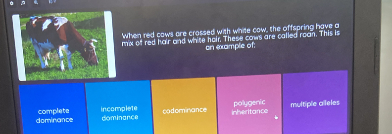 When red cows are crossed with white cow, the offspring have a
mix of red hair and white hair. These cows are called roan. This is
an example of:
complete incomplete codominance polygenic
dominance dominance inheritance multiple alleles