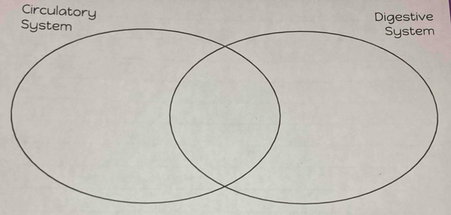 Circulatory 
Digestive