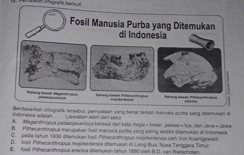 Pemalikan infografik berikut!
rkan infografik tersebut, pernyataan yang benar terkait manusia purba yang ditemukan di
Indonesia adalah . . . . (Jawaban lebih dari satu)
A. Meganthropus palaeojavanicus berasal dari kata mega = besar, palaeo = tua, dan Java = Jawa
B. Pithecanthropus merupakan fosil manusia purba yang paling sedikit ditemukan di Indonesia
C. pada tahun 1936 ditemukan fosil Pithecanthropus mojokertensis oleh Von Koenigswald
D. fosil Pithecanthropus mojokertensis ditemukan di Liang Bua, Nusa Tenggara Timur
E. fosil Pithecanthropus erectus ditemukan tahun 1890 oleh B.D. van Rietschoten