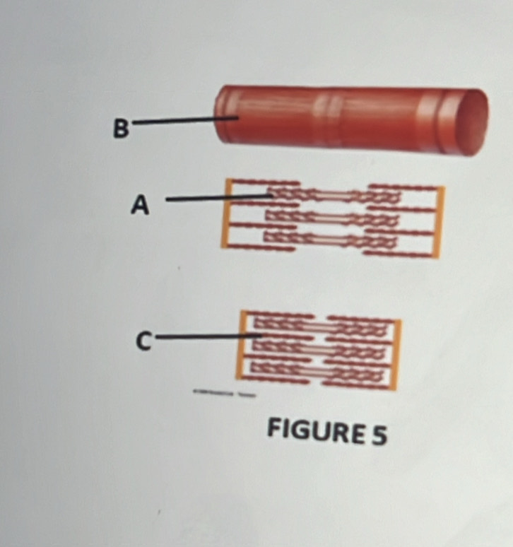 B
C. 
FIGURE 5