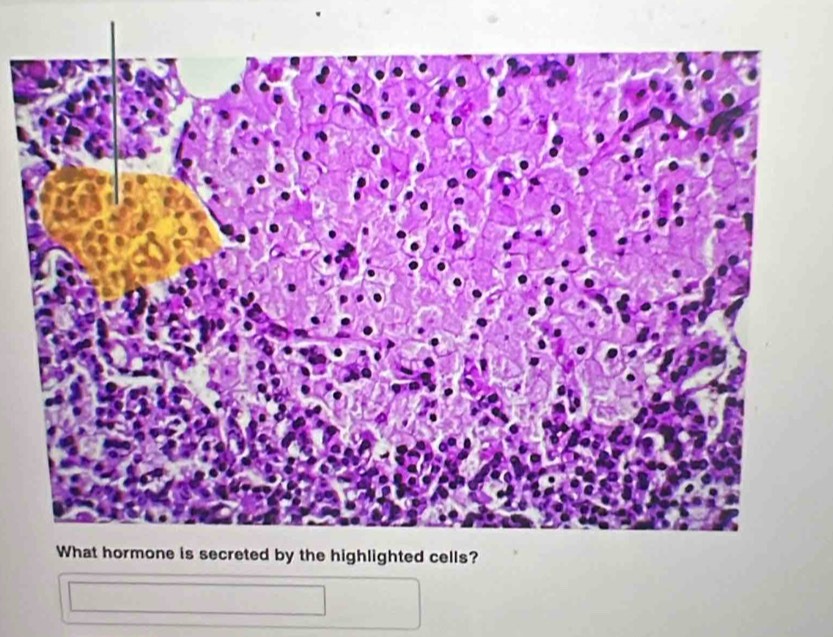 hted cells?