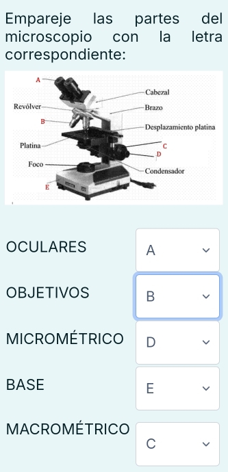 Empareje las partes del 
microscopio con la letra 
correspondiente: 
OCULARES A 
OBJETIVOS B 
MICROMÉTRICO D 
BASE E 
MACROMÉTRICO 
C