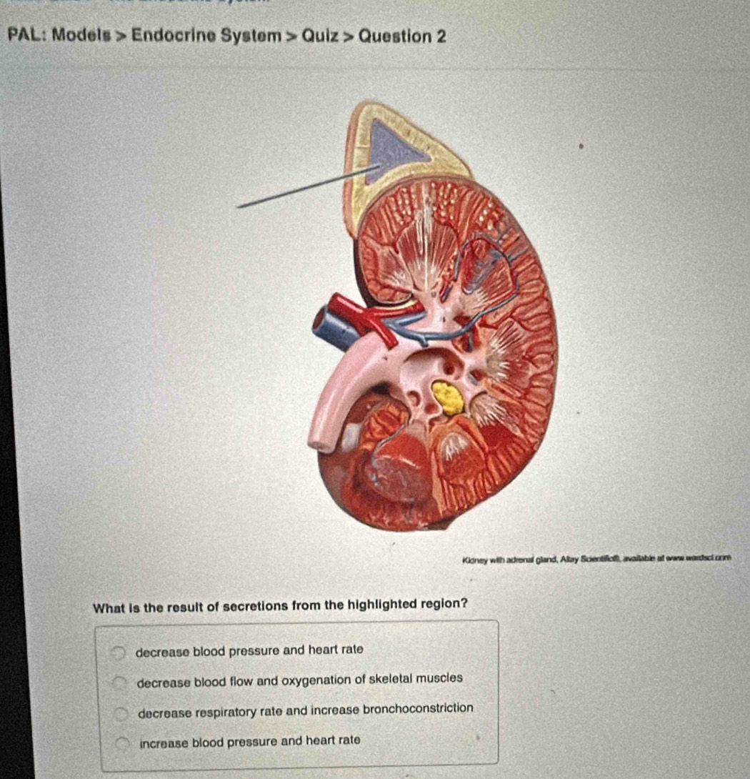 PAL: Models > Endocrine System > Quiz > Question 2
Kidney with adrenal gland, Altay Scientificlf, available at waw wardsol cnm
What is the result of secretions from the highlighted region?
decrease blood pressure and heart rate
decrease blood flow and oxygenation of skeletal muscles
decrease respiratory rate and increase bronchoconstriction
increase blood pressure and heart rate