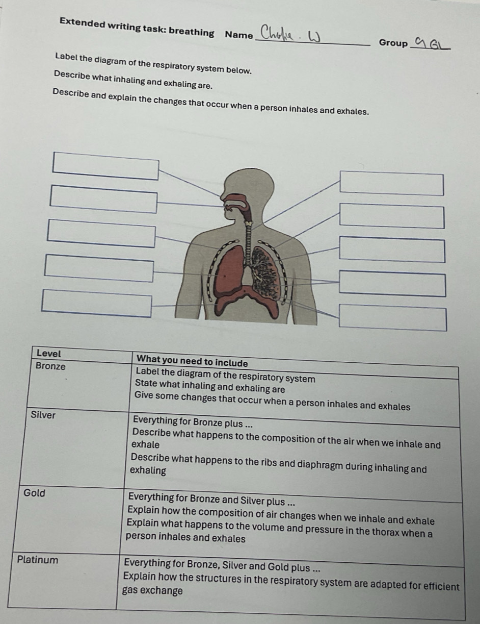 Extended writing task: breathing Name _Group_ 
Label the diagram of the respiratory system below. 
Describe what inhaling and exhaling are. 
Describe and explain the changes that occur when a person inhales and exhales.