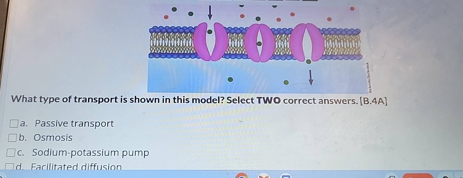 What type of transport is
a. Passive transport
b. Osmosis
c. Sodium-potassium pump
d. Facilitated diffusion