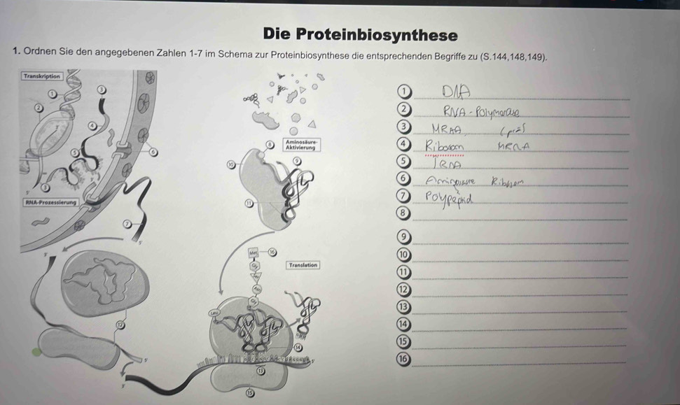 Die Proteinbiosynthese 
1. Ordnen Sie den angegebenen Zahlen 1-7 im Schema zur Proteinbiosynthese die entsprechenden Begriffe zu (S. 144, 148, 149). 
_ 
1 
_ 
_ 
_ 
4 
_ 
_ 
6 
_ 
_ 
8 
_ 
9 
10 
_ 
11 
_ 
_⑫ 
_⑬ 
_⑭ 
_⑮ 
_⑯