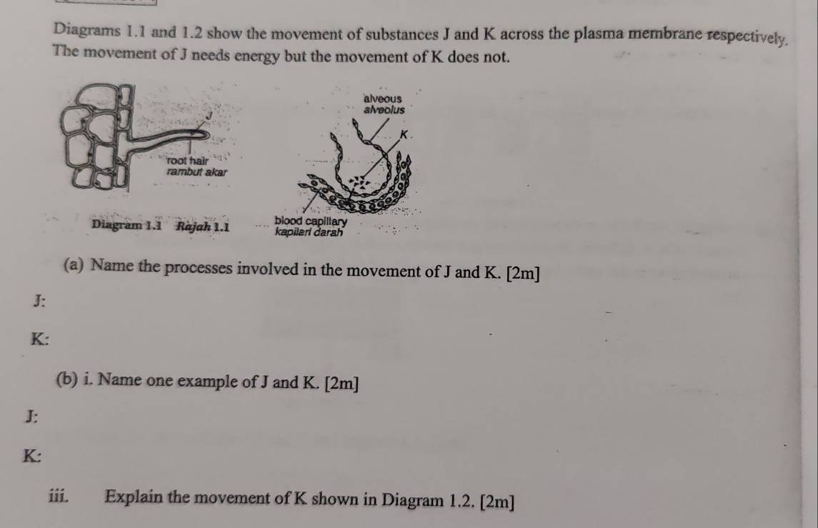 Diagrams 1.1 and 1.2 show the movement of substances J and K across the plasma membrane respectively. 
The movement of J needs energy but the movement of K does not. 
root hair 
rambut akar 
Diagram 1.1 Rajah 1.1 
(a) Name the processes involved in the movement of J and K. [2m]
J :
K : 
(b) i. Name one example of J and K. [2m]
J :
K : 
iii. Explain the movement of K shown in Diagram 1.2. [2m]