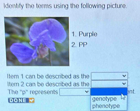 ldentify the terms using the following picture.
Purple
P
Item 1 can be described as the
Item 2 can be described as the
The "p" represents ent.
DONE genotype
phenotype