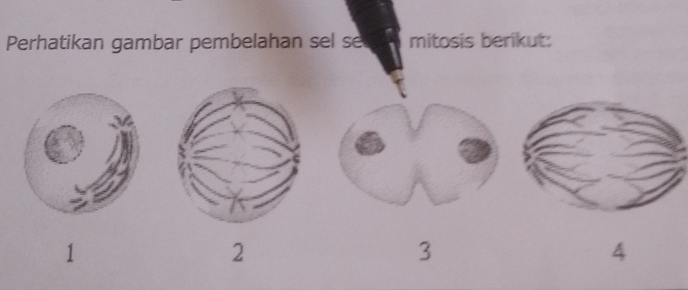 Perhatikan gambar pembelahan sel se mitosis berikut: 
1
2
3
4