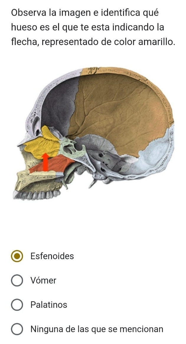 Observa la imagen e identifica qué
hueso es el que te esta indicando la
flecha, representado de color amarillo.
Esfenoides
Vómer
Palatinos
Ninguna de las que se mencionan