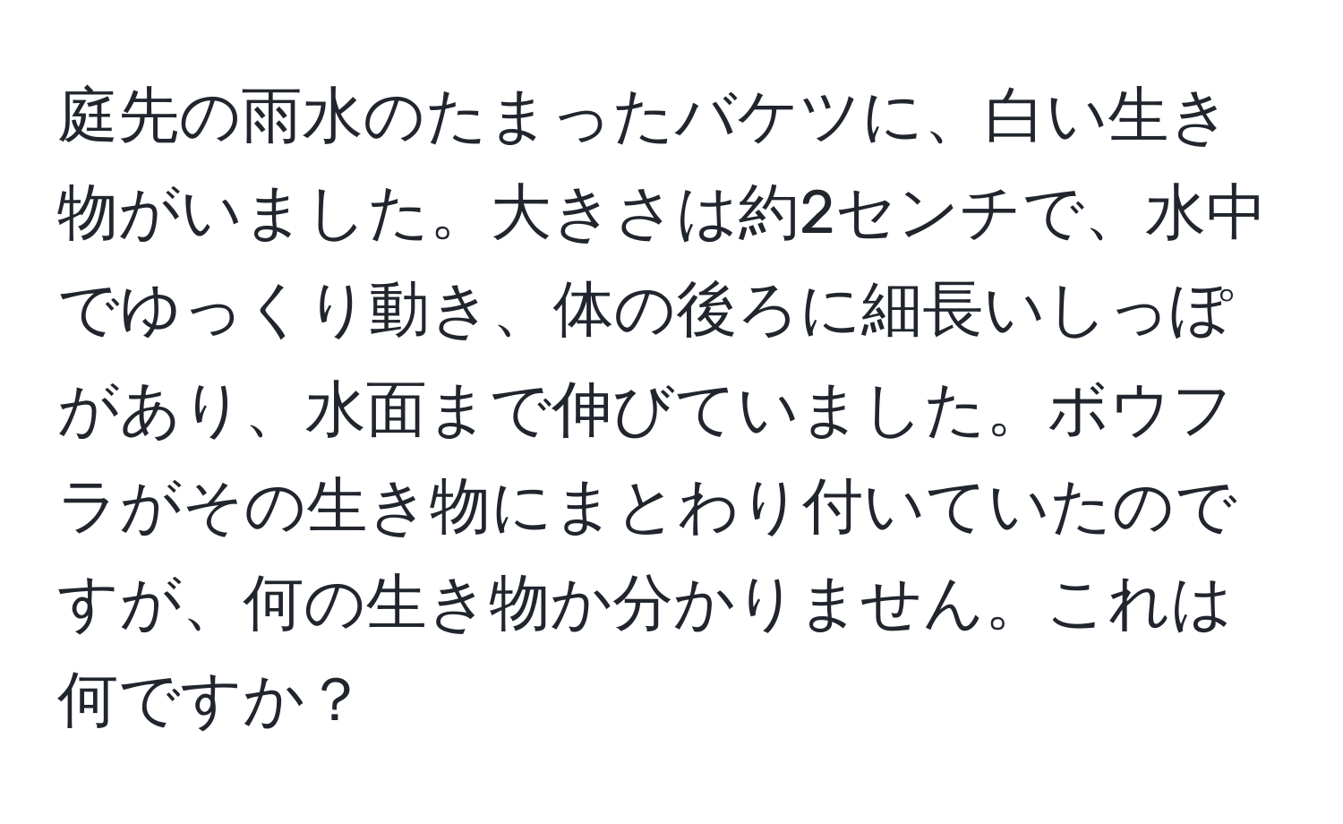 庭先の雨水のたまったバケツに、白い生き物がいました。大きさは約2センチで、水中でゆっくり動き、体の後ろに細長いしっぽがあり、水面まで伸びていました。ボウフラがその生き物にまとわり付いていたのですが、何の生き物か分かりません。これは何ですか？