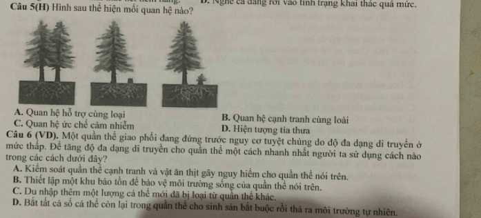 Câu 5(H) Hình sau thể hiện mối quan hệ nào? D. Nghệ cả đăng rời vào tính trạng khai thác quả mức.
A. Quan hệ hỗ trợ cùng loại B. Quan hệ cạnh tranh cùng loài
C. Quan hệ ức chế cảm nhiễm D. Hiện tượng tia thưa
Câu 6 (VD). Một quần thể giao phối đang đứng trước nguy cơ tuyệt chủng do độ đa dạng di truyền ở
mức thấp. Để tăng độ đa dạng di truyền cho quần thể một cách nhanh nhất người ta sử dụng cách nào
trong các cách dưới đây?
A. Kiểm soát quần thể cạnh tranh và vật ăn thịt gây nguy hiểm cho quần thể nói trên.
B. Thiết lập một khu bảo tồn để bảo vệ môi trường sống của quân thể nói trên.
C. Du nhập thêm một lượng cá thể mới đã bị loại từ quần thể khác.
D. Bắt tắt cả số cá thể còn lại trong quần thể cho sinh sản bắt buộc rồi thả ra môi trường tự nhiên.