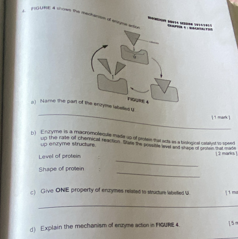 FIGURE 4 shows the mechanism of enzyme act 
BIOINSIGHT DB014 SESSION 1014/1015 
CHAPT: BIOCAYALYSIS 
_ 
a) Name the part o labelled U
[ 1 mark ] 
b) Enzyme is a macromolecule made up of protein that acts as a biological catalyst to speed 
up the rate of chemical reaction. State the possible level and shape of protein that made 
up enzyme structure. 
_ 
Level of protein : [ 2 marks ] 
_ 
Shape of protein : 
c) Give ONE property of enzymes related to structure labelled U. [ 1 ma 
_ 
d) Explain the mechanism of enzyme action in FIGURE 4. [ 5 n