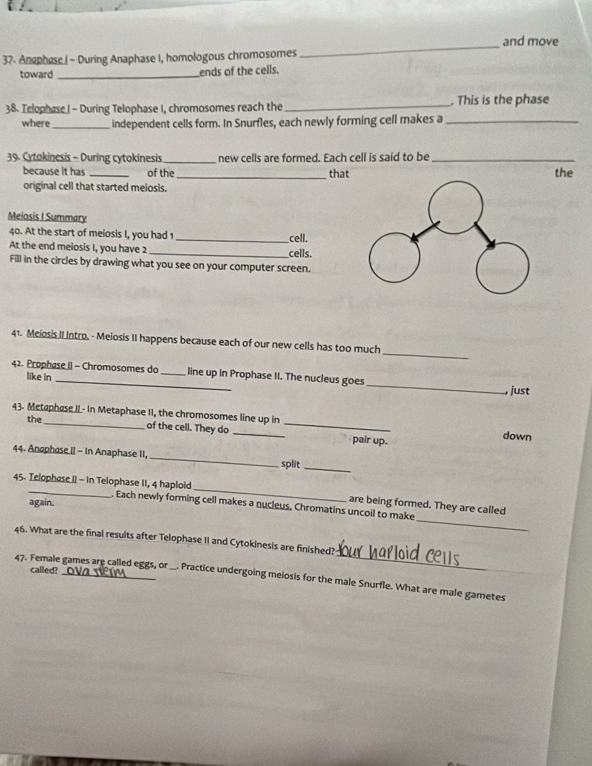 and move 
37. Anaphase I - During Anaphase I, homologous chromosomes 
_ 
toward _ends of the cells. 
38. Telophase I - During Telophase I, chromosomes reach the _. This is the phase 
where_ independent cells form. In Snurfles, each newly forming cell makes a_ 
39. Cytokinesis - During cytokinesis_ new cells are formed. Each cell is said to be_ 
because it has _of the _that the 
original cell that started meiosis. 
Meiosis I Summary 
40. At the start of meiosis I, you had 1 _cell. 
At the end meiosis I, you have 2 _cells. 
Fill in the circles by drawing what you see on your computer screen. 
_ 
41. Meiosis II Intro. - Meiosis II happens because each of our new cells has too much 
42. Prophase II - Chromosomes do _line up in Prophase II. The nucleus goes _, just 
like in 
_ 
_ 
43. Metaphase II- In Metaphase II, the chromosomes line up in 
the 
of the cell. They do _pair up. down 
44. Anaphase II - In Anaphase II, _split_ 
_ 
45. Telophase II - In Telophase II, 4 haploid 
again. 
_ 
_ 
are being formed. They are called 
. Each newly forming cell makes a nucleus. Chromatins uncoil to make 
46. What are the final results after Telophase II and Cytokinesis are finished? 
called? 
47. Female games are called eggs, or _. Practice undergoing meiosis for the male Snurfle. What are male gametes