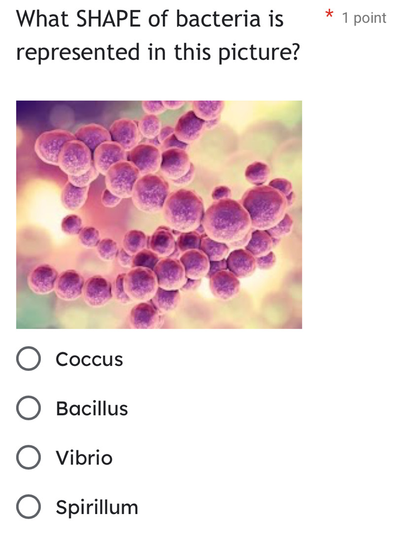 What SHAPE of bacteria is * 1 point
represented in this picture?
Coccus
Bacillus
Vibrio
Spirillum