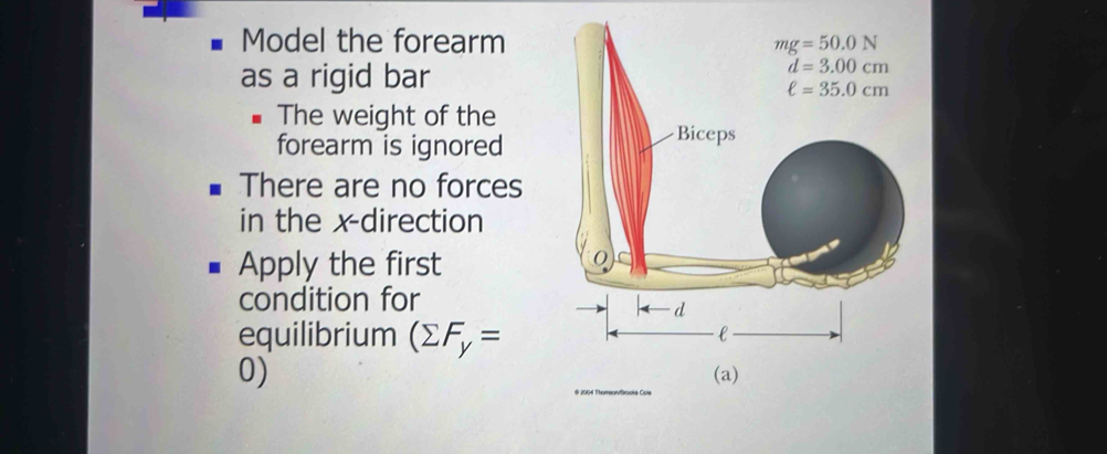 Model the forearm
as a rigid bar
The weight of the
forearm is ignored
There are no forces
in the x-direction
Apply the first
condition for
equilibrium (sumlimits F_y=
0)