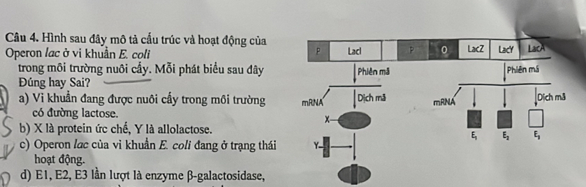 Hình sau đây mô tả cấu trúc và hoạt động của
Operon lac ở vi khuẩn E. coli 
trong môi trường nuôi cấy. Mỗi phát biểu sau đây
Đúng hay Sai?
a) Vi khuẩn đang được nuôi cấy trong môi trường
có đường lactose.
b) X là protein ức chế, Y là allolactose.
c) Operon lac của vì khuẩn E. coli đang ở trạng thái
hoạt động.
d) E1, E2, E3 lần lượt là enzyme β-galactosidase,