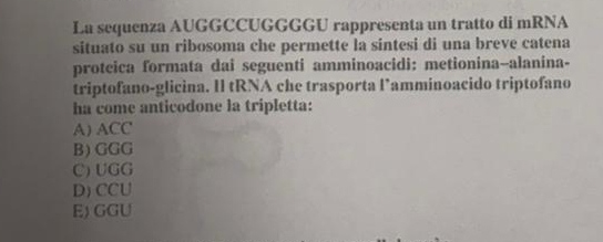 La sequenza AUGGCCUGGGGU rappresenta un tratto di mRNA
situato su un ribosoma che permette la sintesi di una breve catena
protcica formata dai seguenti amminoacidi: metionina-alanina-
triptofano-glicina. Il tRNA che trasporta l’amminoacido triptofano
ha come anticodone la tripletta:
A) ACC
B) GGG
C) UGG
D) CCU
E) GGU