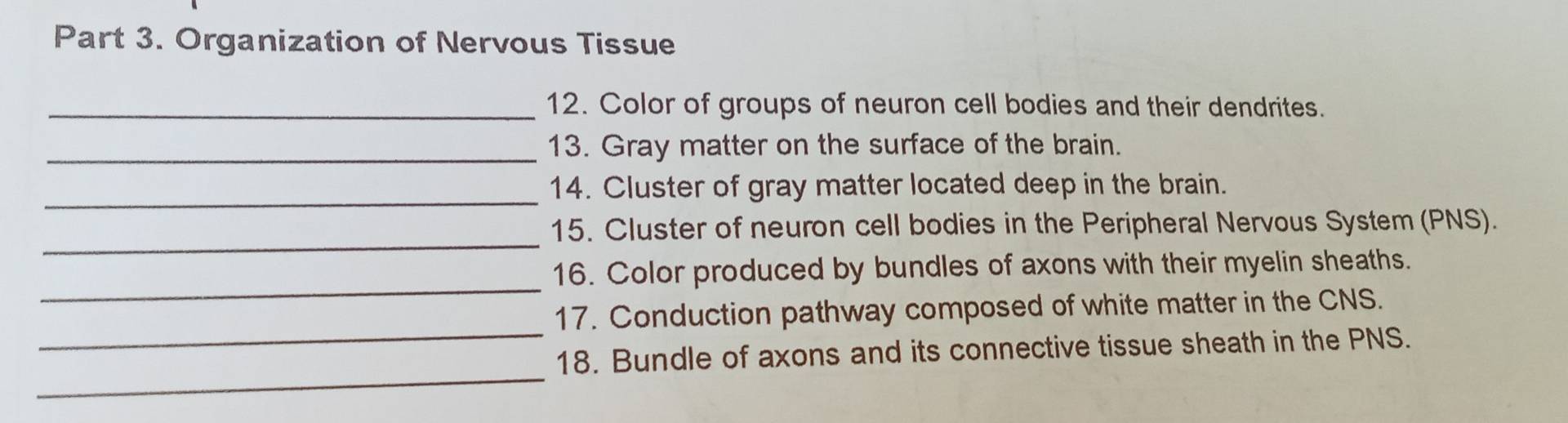 Organization of Nervous Tissue 
_12. Color of groups of neuron cell bodies and their dendrites. 
_13. Gray matter on the surface of the brain. 
_14. Cluster of gray matter located deep in the brain. 
_ 
15. Cluster of neuron cell bodies in the Peripheral Nervous System (PNS). 
_ 
16. Color produced by bundles of axons with their myelin sheaths. 
_ 
17. Conduction pathway composed of white matter in the CNS. 
_ 
18. Bundle of axons and its connective tissue sheath in the PNS.