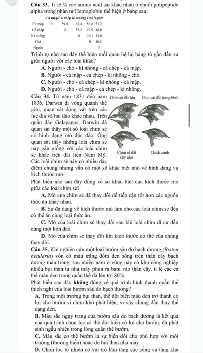 Tỉ lệ % các amino acid sai khác nhau ở chuỗi polipeptide
alpha trong phân tử Hemoglobin thể hiện ở bảng sau:
Cá mập Cá chép Kì nhông Chó Người
Cá mập 0 59,4 61,4 56,8 53,2
Cá chép 0 53,2 47,9 48,6
0 
Kì nhông 46,1 44,0
Chó 0 16,3
Người 0
Trình tự nào sau đây thể hiện mối quan hệ họ hàng từ gần đến xa
giữa người với các loài khác?
A. Người - chó - kì nhông - cá chép - cá mập.
B. Người - cá mập - cá chép - kì nhông - chó.
C. Người - chó - cá chép - kì nhông - cá mập.
D. Người - chó - cá mập - cá chép - kì nhông.
Câu 34. Từ năm 1831 đến năm Chim sẻ đất lớn Chim sẻ đất trung bình
1836, Darwin đi vòng quanh th
giới, quan sát động vật trên cá
lục địa và hải đảo khác nhau. Trê
quần đảo Galapagos, Darwin đ
quan sát thấy một số loài chim s
có hình dạng mỏ độc đáo. Ôn
quan sát thấy những loài chim s
này gần giống với các loài chi
sẻ khác trên đất liền Nam Mỹ
Các loài chim sẻ này có nhiều đặ
điểm chung nhưng vẫn có một số khác biệt nhỏ về hình dạng và
kích thước mỏ.
Phát biểu nào sau đây đúng về sự khác biệt của kích thước mỏ
giữa các loài chim sẻ?
A. Mỏ của chim sẻ đã thay đổi để tiếp cận tốt hơn các nguồn
thức ăn khác nhau.
B. Sự đa dạng về kích thước mỏ làm cho các loài chim sẻ đều
có thể ăn cùng loại thức ăn.
C. Mỏ của loài chim sẻ thay đổi sau khi loài chim di cư đến
cùng một hòn đảo.
D. Mỏ của chim sẻ thay đổi khi kích thước cơ thể của chúng
thay đổi.
Câu 35. Khi nghiên cứu một loài bướm sâu đo bạch dương (Biston
betularia) vốn có màu trắng đốm đen sống trên thân cây bạch
dương màu trắng, sau nhiều năm ở vùng này có khu công nghiệp
nhiều bụi than từ nhà máy phun ra bám vào thân cây, tỉ lệ các cá
thể màu đen trong quần thể đã lên tới 80%.
Phát biểu sau đây không đúng về quá trình hình thành quần thể
thích nghi của loài bướm sâu đo bạch dương?
A. Trong môi trường bụi than, thể đột biến màu đen trở thành có
lợi cho bướm vì chim khó phát hiện, vì vậy chúng dần thay thế
dạng đen.
B. Màu sắc ngụy trang của bướm sâu đo bạch dương là kết quả
của quá trình chọn lọc cá thể đột biến có lợi cho bướm, đã phát
sinh ngẫu nhiên trong lòng quần thể bướm.
C. Màu sắc cơ thể bướm là sự biến đồi cho phù hợp với môi
trường (thường biến) hoặc do bụi than nhà máy.
D. Chọn lọc tự nhiên có vai trò làm tăng sức sống và tăng khả