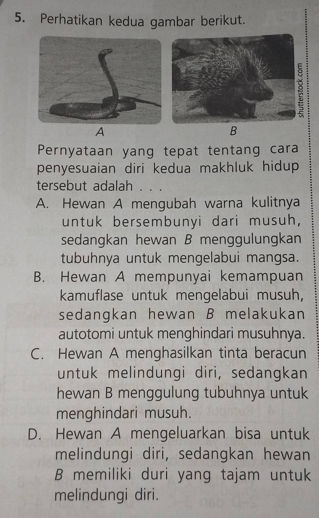 Perhatikan kedua gambar berikut.
:
A
B
Pernyataan yang tepat tentang cara
penyesuaian diri kedua makhluk hidup 
tersebut adalah . . .
A. Hewan A mengubah warna kulitnya
untuk bersembunyi dari musuh,
sedangkan hewan B menggulungkan
tubuhnya untuk mengelabui mangsa.
B. Hewan A mempunyai kemampuan
kamuflase untuk mengelabui musuh,
sedangkan hewan B melakukan
autotomi untuk menghindari musuhnya.
C. Hewan A menghasilkan tinta beracun
untuk melindungi diri, sedangkan
hewan B menggulung tubuhnya untuk
menghindari musuh.
D. Hewan A mengeluarkan bisa untuk
melindungi diri, sedangkan hewan
B memiliki duri yang tajam untuk
melindungi diri.