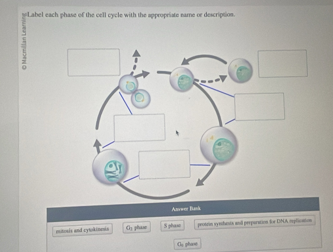 Answer Bank
mitosis and cytokinesis G_2 phase S phase protein synthesis and preparation for DNA replication
G_0 phase