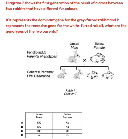 Diagram 7 shows the first generation of the result of a cross between 
two rabbits that have different fur colours. 
If K represents the dominant gene for the grey-furred rabbit and k
represents the recessive gene for the white-furred rabbit, what are the 
genotypes of the two parents? 
Rajah 7 
Diagram 7