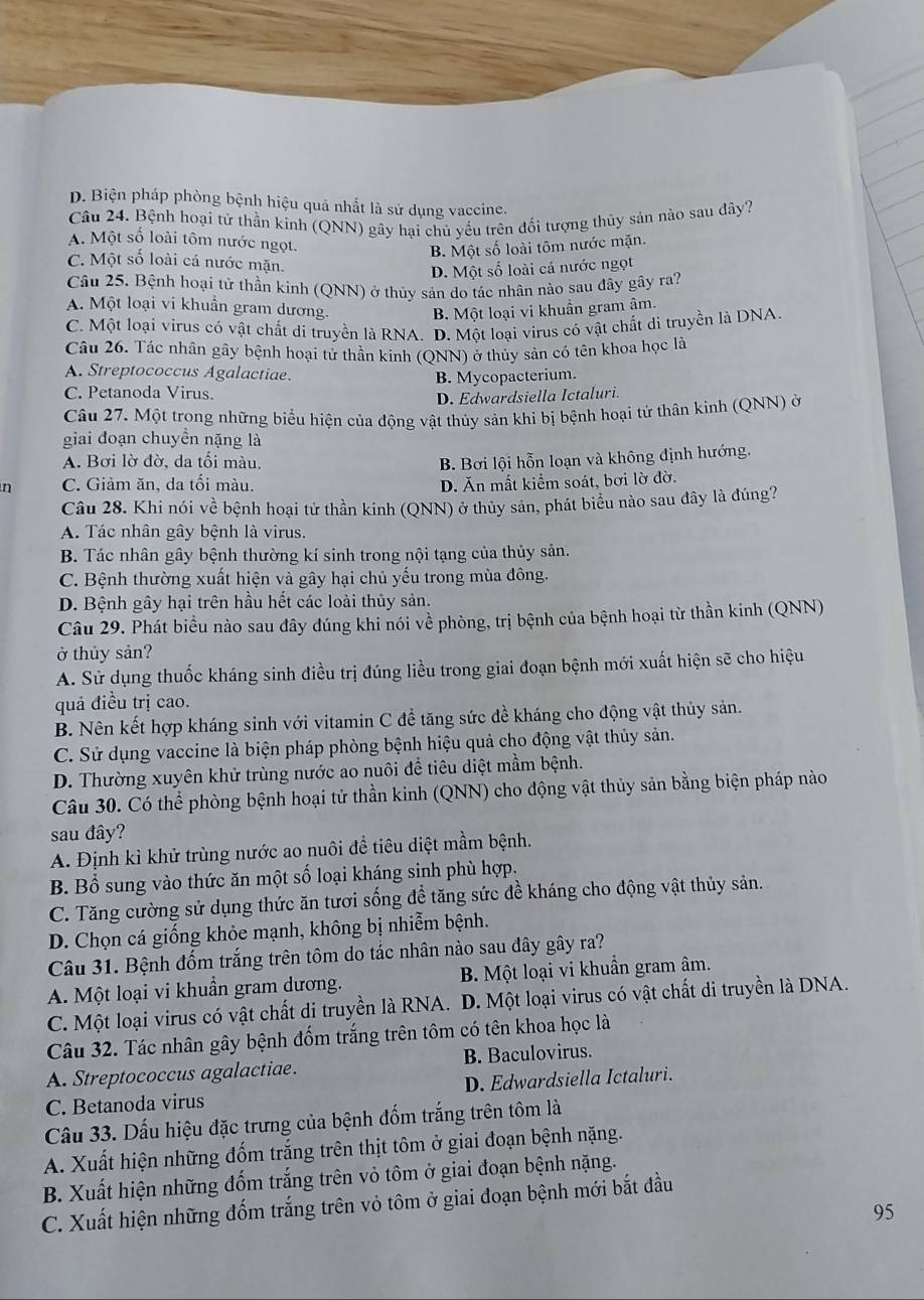 D. Biện pháp phòng bệnh hiệu quả nhất là sử dụng vaccine.
Câu 24. Bệnh hoại tử thần kinh (QNN) gây hại chủ yếu trên đổi tượng thủy sản nào sau đây?
A. Một số loài tôm nước ngọt.
B. Một số loài tôm nước mặn.
C. Một số loài cá nước mặn.
D. Một số loài cá nước ngọt
Câu 25. Bệnh hoại tử thần kinh (QNN) ở thủy sản do tác nhân nào sau đây gây ra?
A. Một loại vi khuẩn gram dương. B. Một loại vi khuần gram âm.
C. Một loại virus có vật chất di truyền là RNA. D. Một loại virus có vật chất dì truyền là DNA.
Câu 26. Tác nhân gây bệnh hoại tử thần kinh (ONN) ở thủy sản có tên khoa học là
A. Streptococcus Agalactiae.
B. Mycopacterium.
C. Petanoda Virus.
D. Edwardsiella Ictaluri.
Câu 27. Một trong những biểu hiện của động vật thủy sản khi bị bệnh hoại tử thân kinh (QNN) ở
giai đoạn chuyền nặng là
A. Bơi lờ đờ, da tối màu, B. Bơi lội hỗn loạn và không định hướng.
n C. Giảm ăn, da tối màu. D. Ăn mất kiểm soát, bơi lờ đờ.
Câu 28. Khi nói về bệnh hoại tử thần kinh (QNN) ở thủy sản, phát biểu nào sau đây là đúng?
A. Tác nhân gây bệnh là virus.
B. Tác nhân gây bệnh thường kí sinh trong nội tạng của thủy sản.
C. Bệnh thường xuất hiện và gây hại chủ yếu trong mùa đông.
D. Bệnh gây hại trên hầu hết các loài thủy sản.
Câu 29. Phát biểu nào sau đây đúng khi nói về phòng, trị bệnh của bệnh hoại từ thần kinh (QNN)
ở thủy sản?
A. Sử dụng thuốc kháng sinh điều trị đúng liều trong giai đoạn bệnh mới xuất hiện sẽ cho hiệu
quả điều trị cao.
B. Nên kết hợp kháng sinh với vitamin C đề tăng sức đề kháng cho động vật thủy sản.
C. Sử dụng vaccine là biện pháp phòng bệnh hiệu quả cho động vật thủy sản.
D. Thường xuyên khử trùng nước ao nuôi để tiêu diệt mầm bệnh.
Câu 30. Có thể phòng bệnh hoại tử thần kinh (QNN) cho động vật thủy sản bằng biện pháp nào
sau đây?
A. Định kì khử trùng nước ao nuôi để tiêu diệt mầm bệnh.
B. Bổ sung vào thức ăn một số loại kháng sinh phù hợp.
C. Tăng cường sử dụng thức ăn tươi sống để tăng sức đề kháng cho động vật thủy sản.
D. Chọn cá giống khỏe mạnh, không bị nhiễm bệnh.
Câu 31. Bệnh đốm trắng trên tôm do tác nhân nào sau dây gây ra?
A. Một loại vi khuẩn gram dương. B. Một loại vi khuẩn gram âm.
C. Một loại virus có vật chất di truyền là RNA. D. Một loại virus có vật chất di truyền là DNA.
Câu 32. Tác nhân gây bệnh đốm trắng trên tôm có tên khoa học là
A. Streptococcus agalactiae. B. Baculovirus.
C. Betanoda virus D. Edwardsiella Ictaluri.
Câu 33. Dấu hiệu đặc trưng của bệnh đốm trắng trên tôm là
A. Xuất hiện những đốm trắng trên thịt tôm ở giai đoạn bệnh nặng.
B. Xuất hiện những đốm trắng trên vỏ tôm ở giai đoạn bệnh nặng.
C. Xuất hiện những đốm trắng trên vỏ tôm ở giai đoạn bệnh mới bắt đầu
95