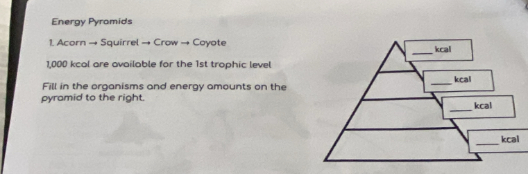 Energy Pyramids 
1. Acorn → Squirrel → Crow → Coyote
1,000 kcal are available for the 1st trophic level 
Fill in the organisms and energy amounts on the 
pyramid to the right.