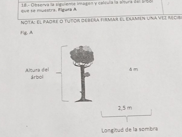 18.- Observa la siguiente imagen y calcula la altura del árbol 
que se muestra. Figura A 
NOTA: EL PADRE O TUTOR DEBERA FIRMAR EL EXAMEN UNA VEZ RECIBI 
Fig. A
4 m
2,5 m
Longitud de la sombra