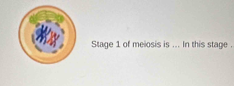 Stage 1 of meiosis is ... In this stage .