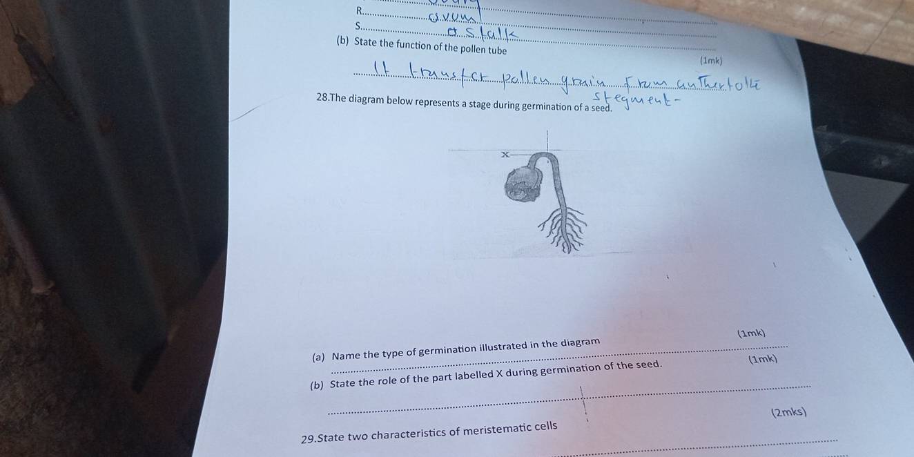 State the function of the pollen tube 
(1mk) 
_ 
28.The diagram below represents a stage during germination of a seed. 
(1mk) 
(a) Name the type of germination illustrated in the diagram 
(1mk) 
_ 
(b) State the role of the part labelled X during germination of the seed. 
_ 
29.State two characteristics of meristematic cells (2mks)