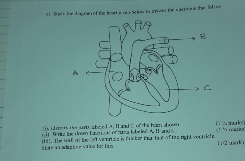 Study the diagram of the heart given below to answer the questions that follow. 
(i). identify the parts labeled A, B and C of the heart shown. (1 ½ marks) 
(ii). Write the down functions of parts labeled A, B and C. (1 ½ marks) 
(iii). The wall of the left ventricle is thicker than that of the right ventricle. 
State an adaptive value for this. (1/2 mark)