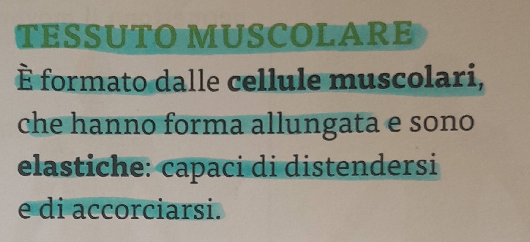 TESSUTO MUSCOLARE 
È formato dalle cellule muscolari, 
che hanno forma allungata e sono 
elastiche: capaci di distendersi 
e di accorciarsi.