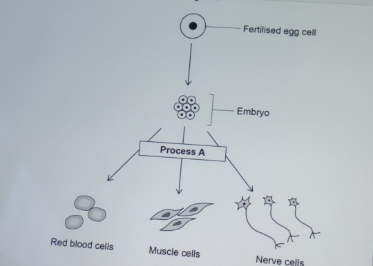 cells Nerve cells