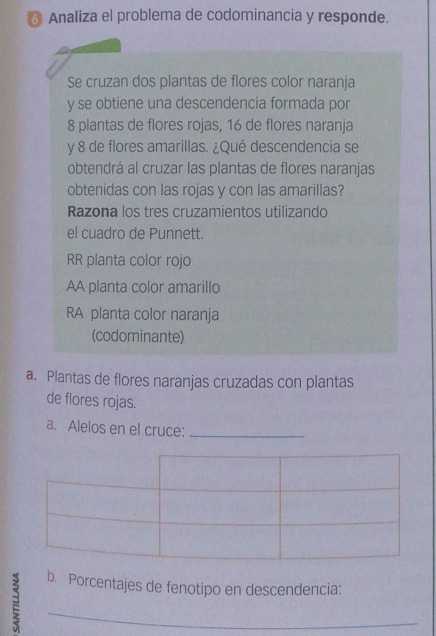 Analiza el problema de codominancia y responde. 
Se cruzan dos plantas de flores color naranja
y se obtiene una descendencia formada por
8 plantas de flores rojas, 16 de flores naranja 
y 8 de flores amarillas. ¿Qué descendencia se 
obtendrá al cruzar las plantas de flores naranjas 
obtenidas con las rojas y con las amarillas? 
Razona los tres cruzamientos utilizando 
el cuadro de Punnett. 
RR planta color rojo 
AA planta color amarillo 
RA planta color naranja 
(codominante) 
a. Plantas de flores naranjas cruzadas con plantas 
de flores rojas. 
a. Alelos en el cruce:_ 
b. Porcentajes de fenotipo en descendencia: 
_