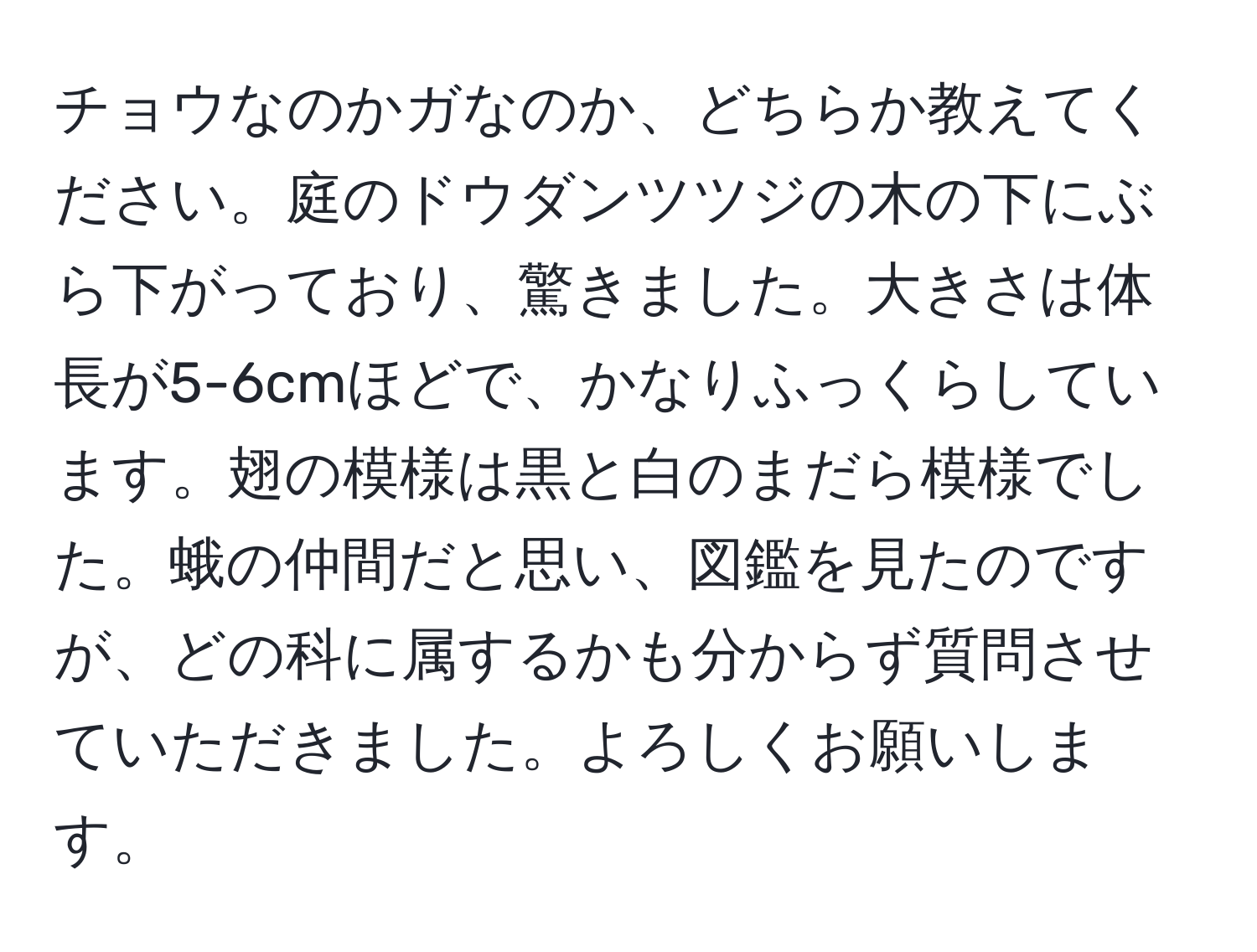 チョウなのかガなのか、どちらか教えてください。庭のドウダンツツジの木の下にぶら下がっており、驚きました。大きさは体長が5-6cmほどで、かなりふっくらしています。翅の模様は黒と白のまだら模様でした。蛾の仲間だと思い、図鑑を見たのですが、どの科に属するかも分からず質問させていただきました。よろしくお願いします。