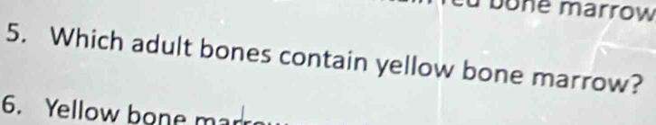 bone marrow 
5. Which adult bones contain yellow bone marrow? 
6. Yellow bone ma
