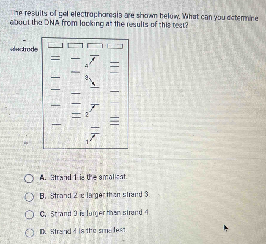 The results of gel electrophoresis are shown below. What can you determine
about the DNA from looking at the results of this test?
electrode
_
4 —_
_
_
_
3
_
_
_
_
_
_
_
_
2
_
_

_
+
1
A. Strand 1 is the smallest.
B. Strand 2 is larger than strand 3.
C. Strand 3 is larger than strand 4.
D. Strand 4 is the smallest.