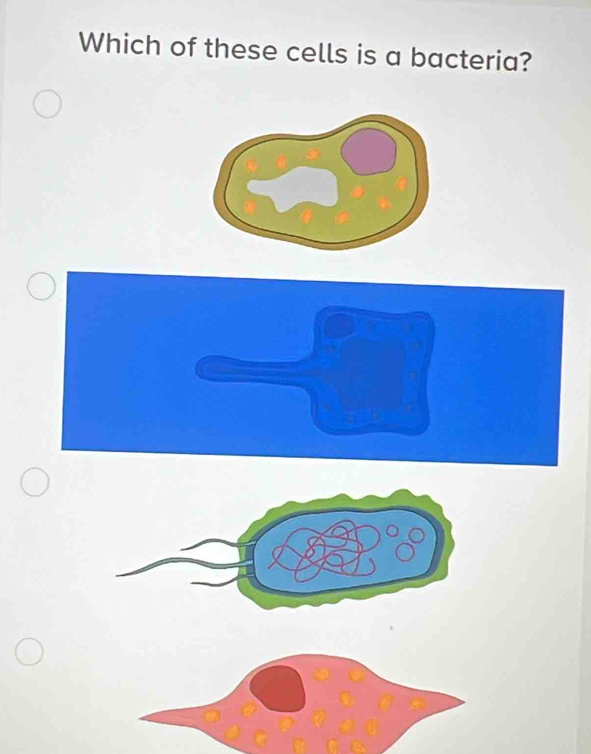 Which of these cells is a bacteria?