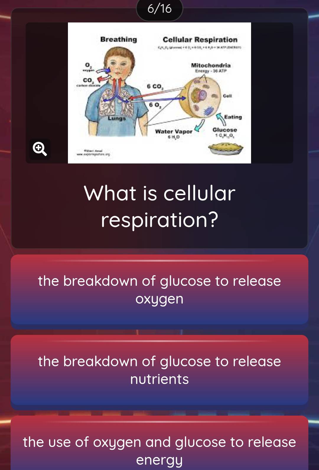 6/16
What is cellular
respiration?
the breakdown of glucose to release
oxygen
the breakdown of glucose to release
nutrients
the use of oxygen and glucose to release
energy