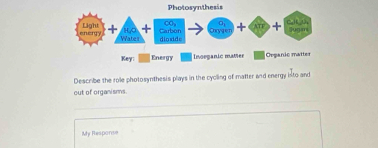 Describe the role photosynthesis plays in the cycling of matter and energy isto and
out of organisms.
_
_
My Response