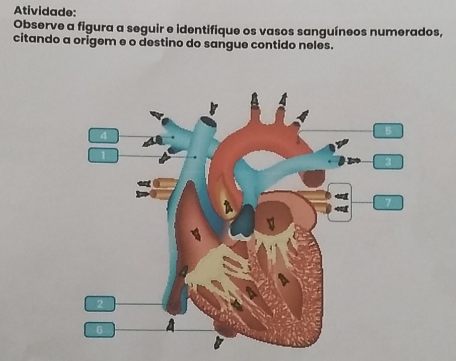 Atividade: 
Observe a figura a seguir e identifique os vasos sanguíneos numerados, 
citando a origem e o destino do sangue contido neles.